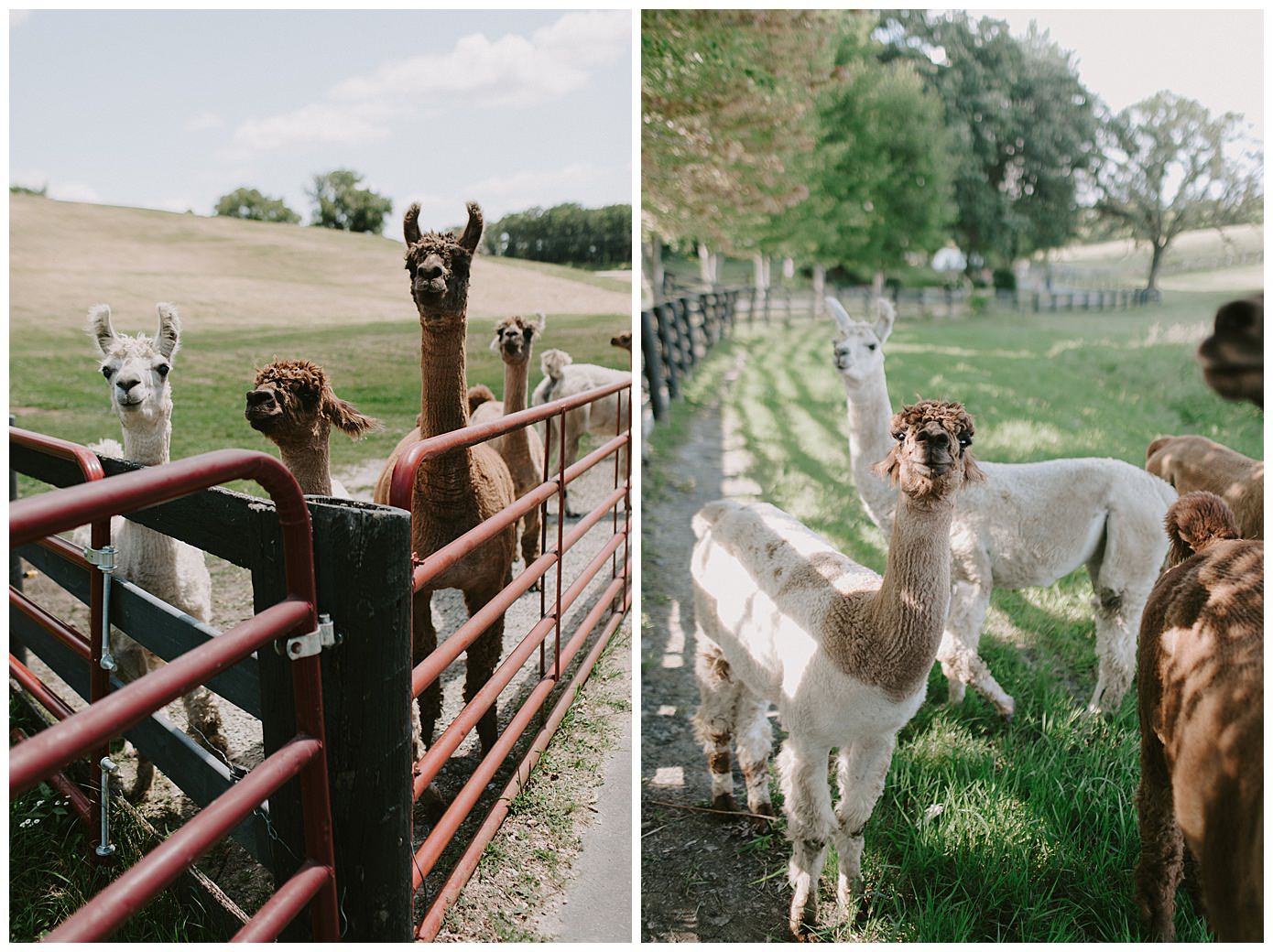 GOLDEN OAK FARM WEDDING WEBSTER, MN_0723.jpg