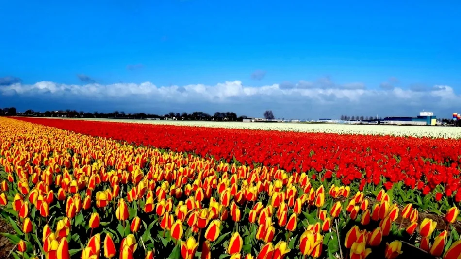 Keukenhof, Amsterdam. #bucketlistgoals