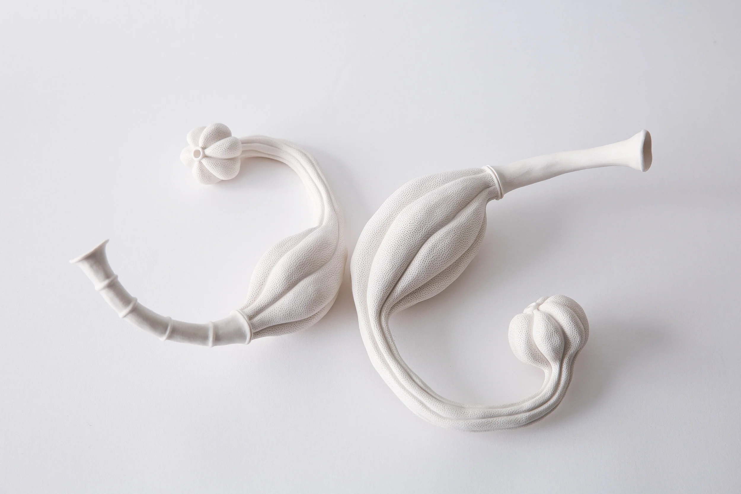 Sarah Rayner, Telopea truncata Flowerbone Series detail , 2019, hand carved porcelain, Terra Sigillata, various dimensions, Photo: Cristie Quail