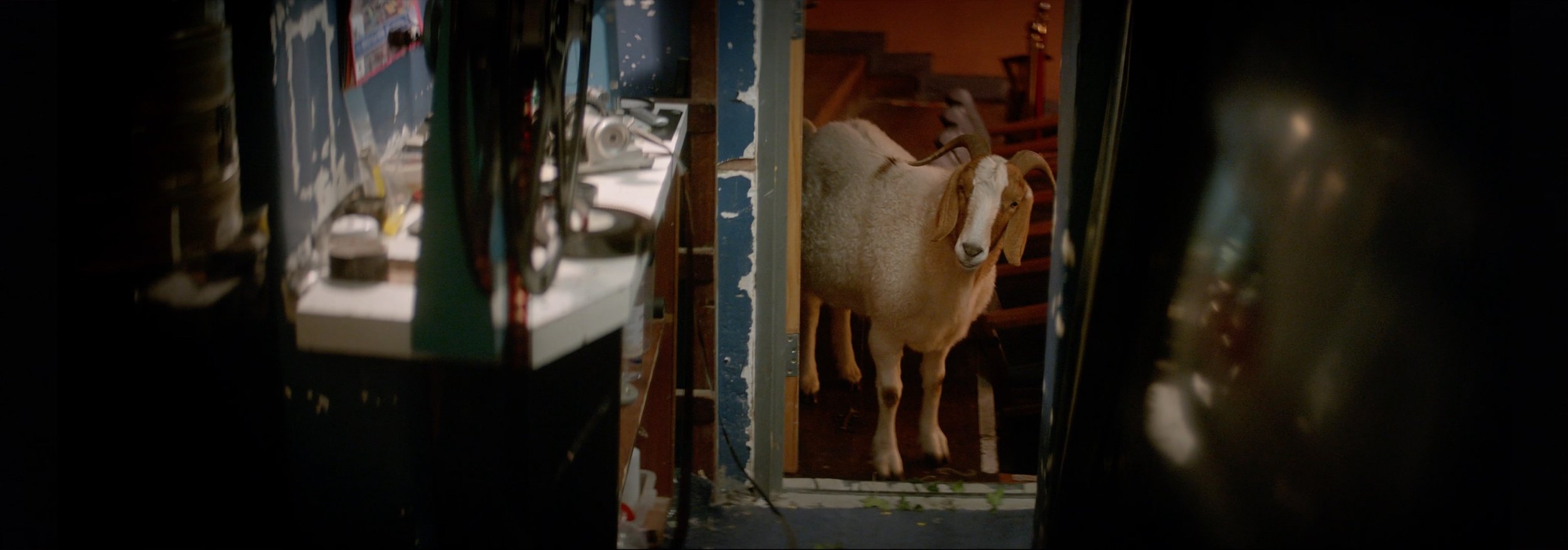 Mountain Goat ~ You Can't Tame A Goat