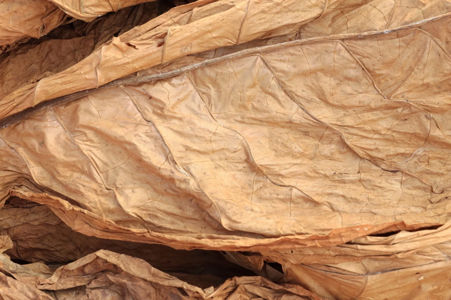 Tobacco Merchants : top class tobaccos for selected worlwide clientele