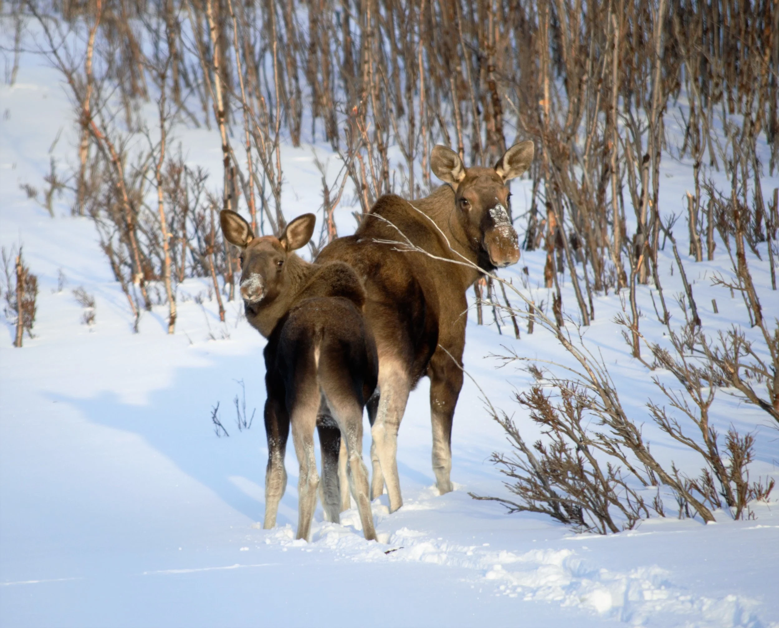 moose.jpg