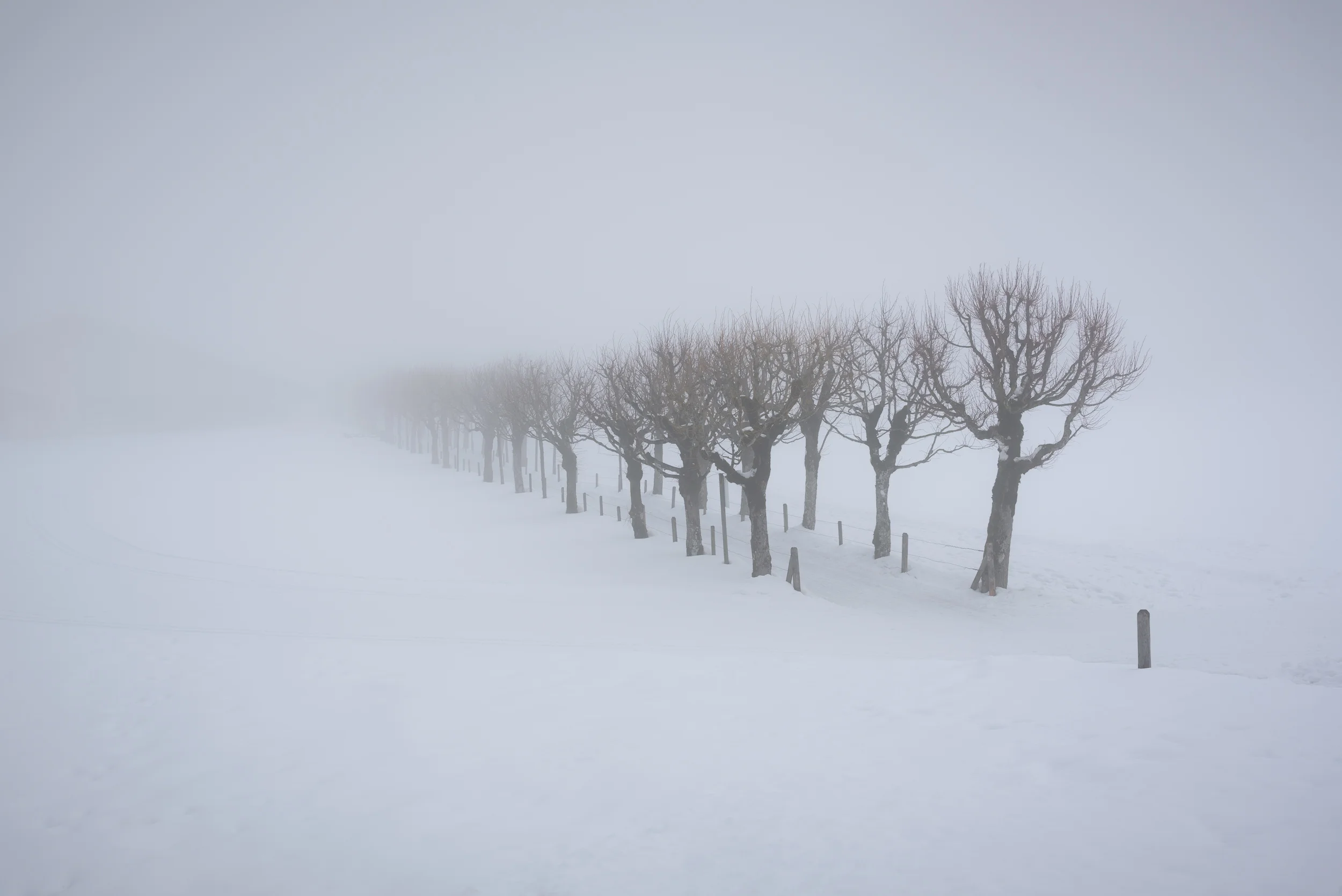 DSC_2241.jpg