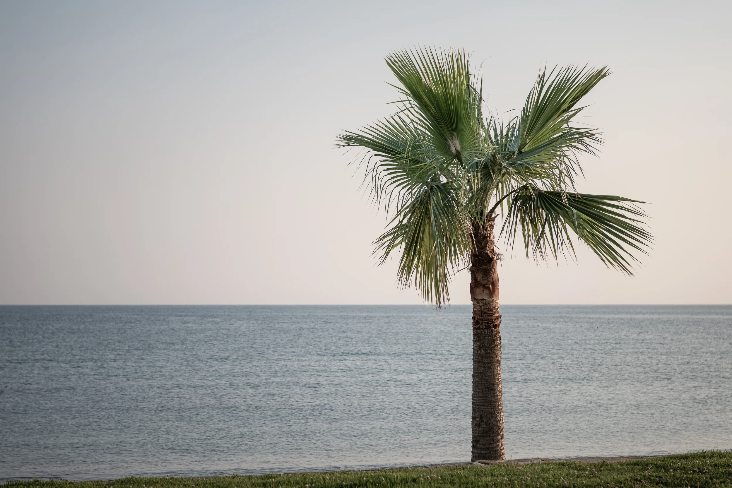 Palm.
