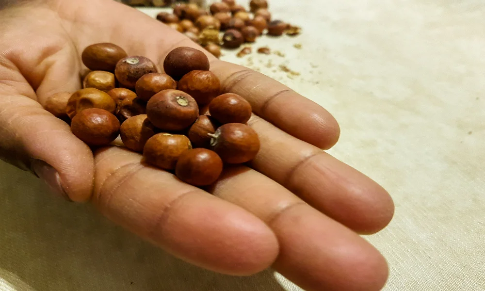 Le Jujube Bmk Le Jujube Bmk