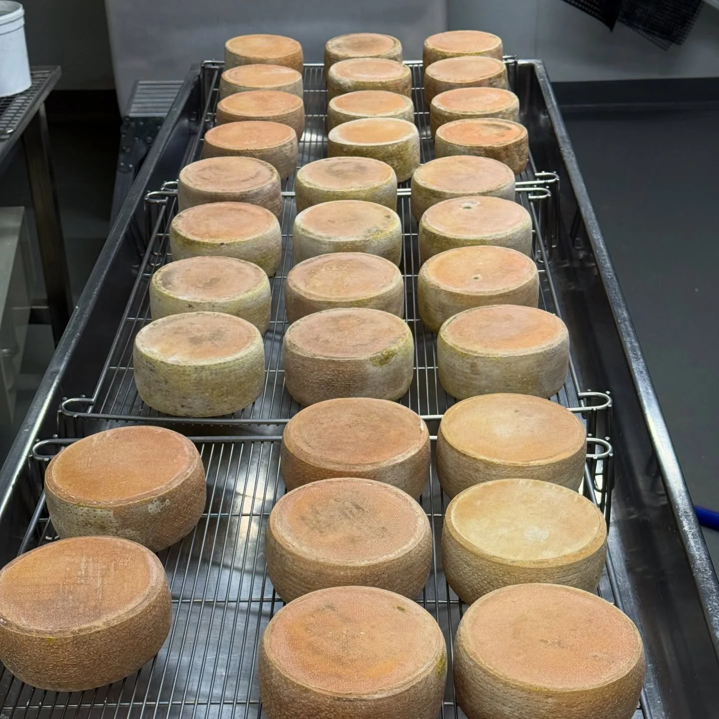 It&rsquo;s Big B!!! The first of this Season&rsquo;s Big B are finally mature (enough) &ndash; and the ONLY place you can get it this weekend, is on our Cheese Platter available at the @taswinefestival on Saturday and Sunday.  Alongside the Big B wil