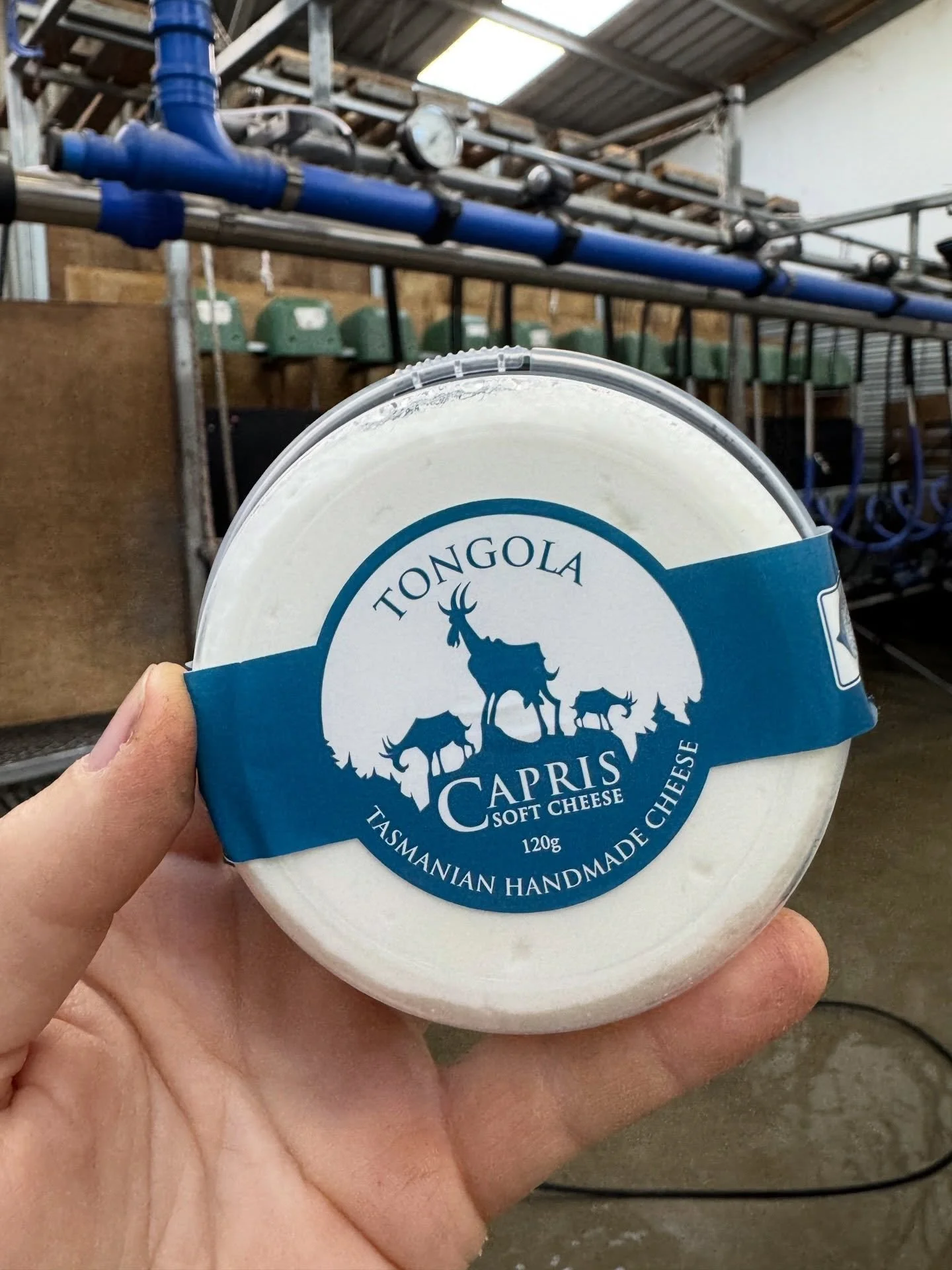 I forgot to post yesterday that we&rsquo;re at Farmgate Market tomorrow (26/4) with all our cheeses!
🧀 Curdy (125g and 500g)
🧀 Capris (pictured)
🧀 Bloom
🧀 Zo&egrave;
🧀 Big B

We&rsquo;re nearing the end of cheese season - we tend to dry the girl