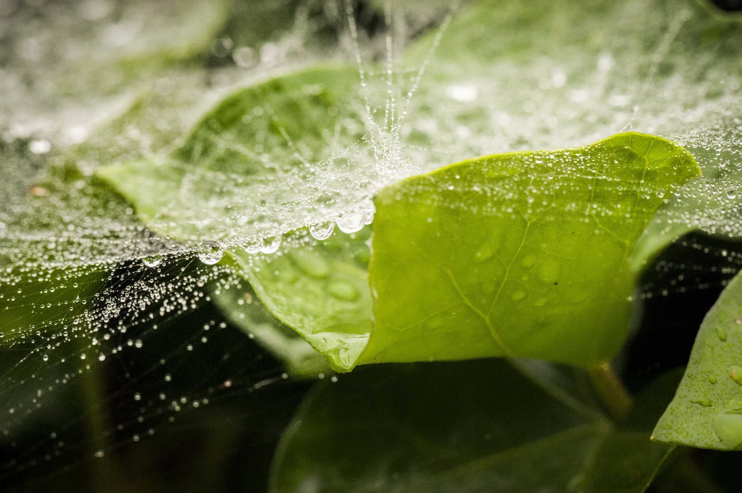 Spiderwebdrops-4.jpg
