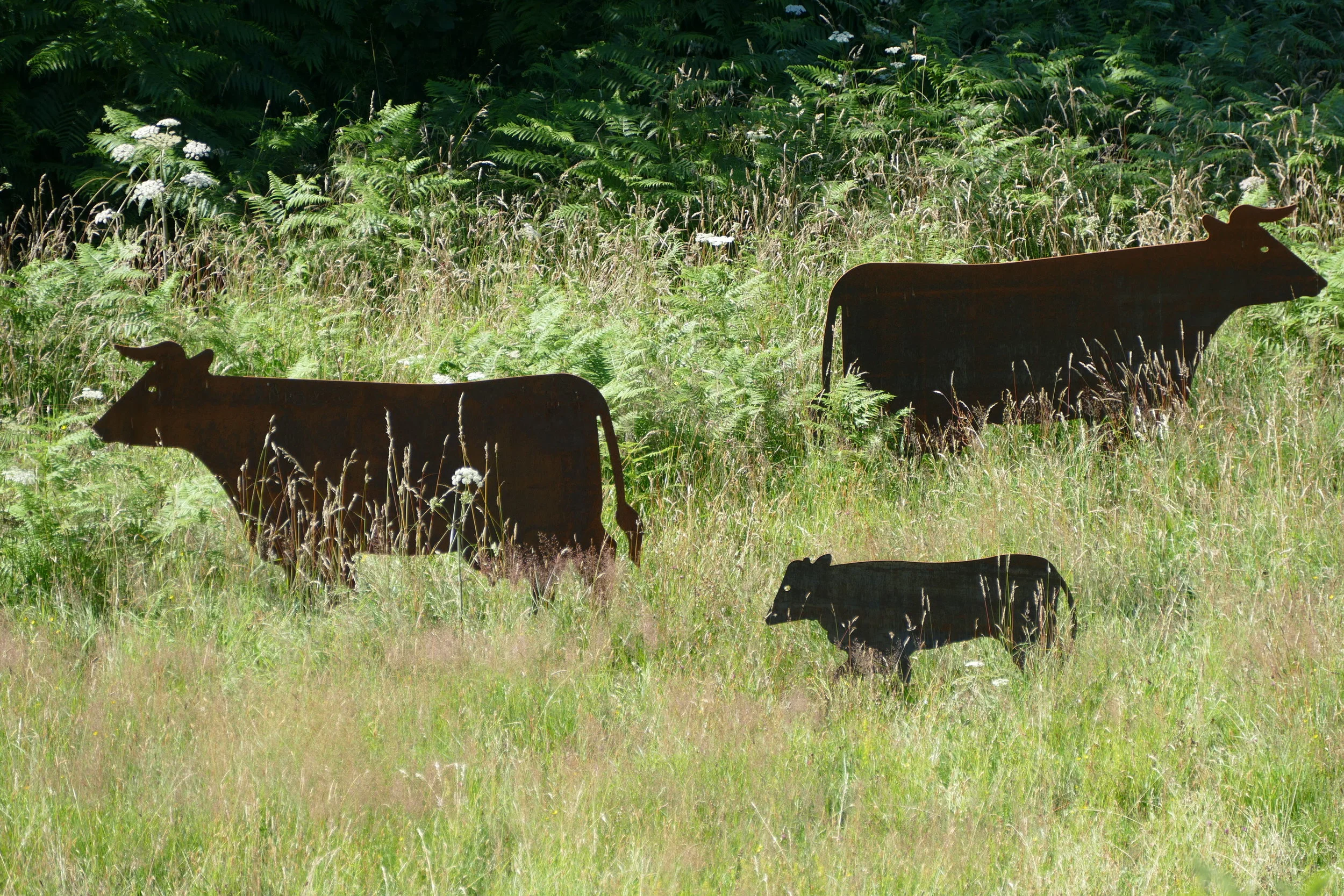 Cows and Calf.JPG