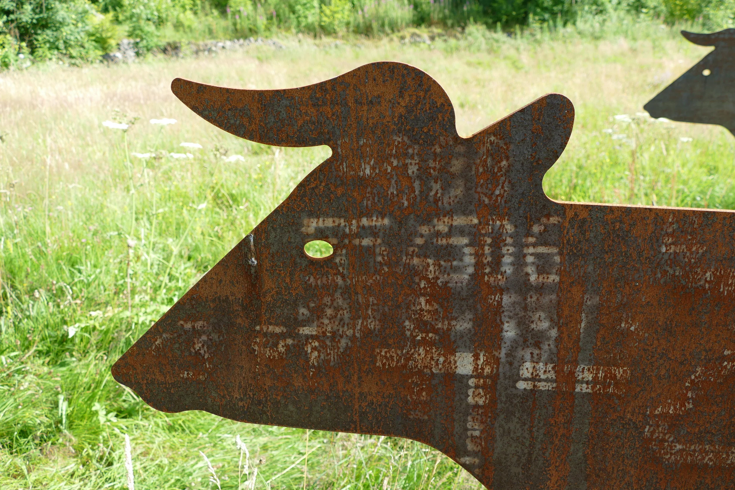 Cow Head Profile.JPG