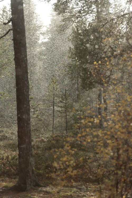 Skogen rundt leiren.