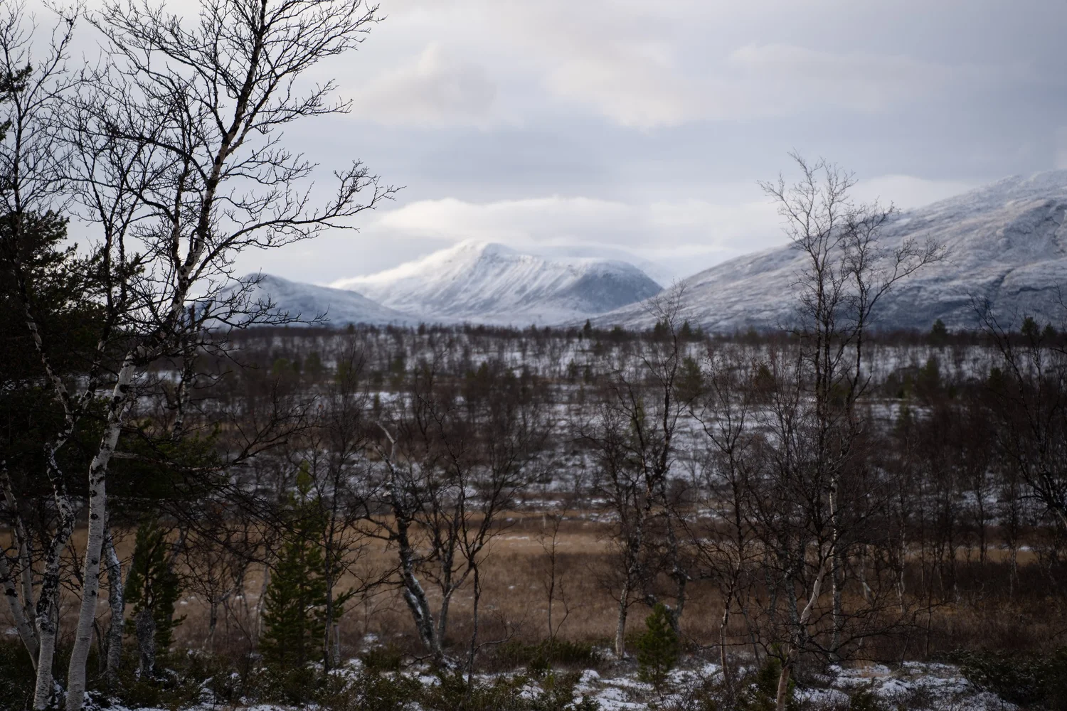 Fjell og skog i vinterlandskap.