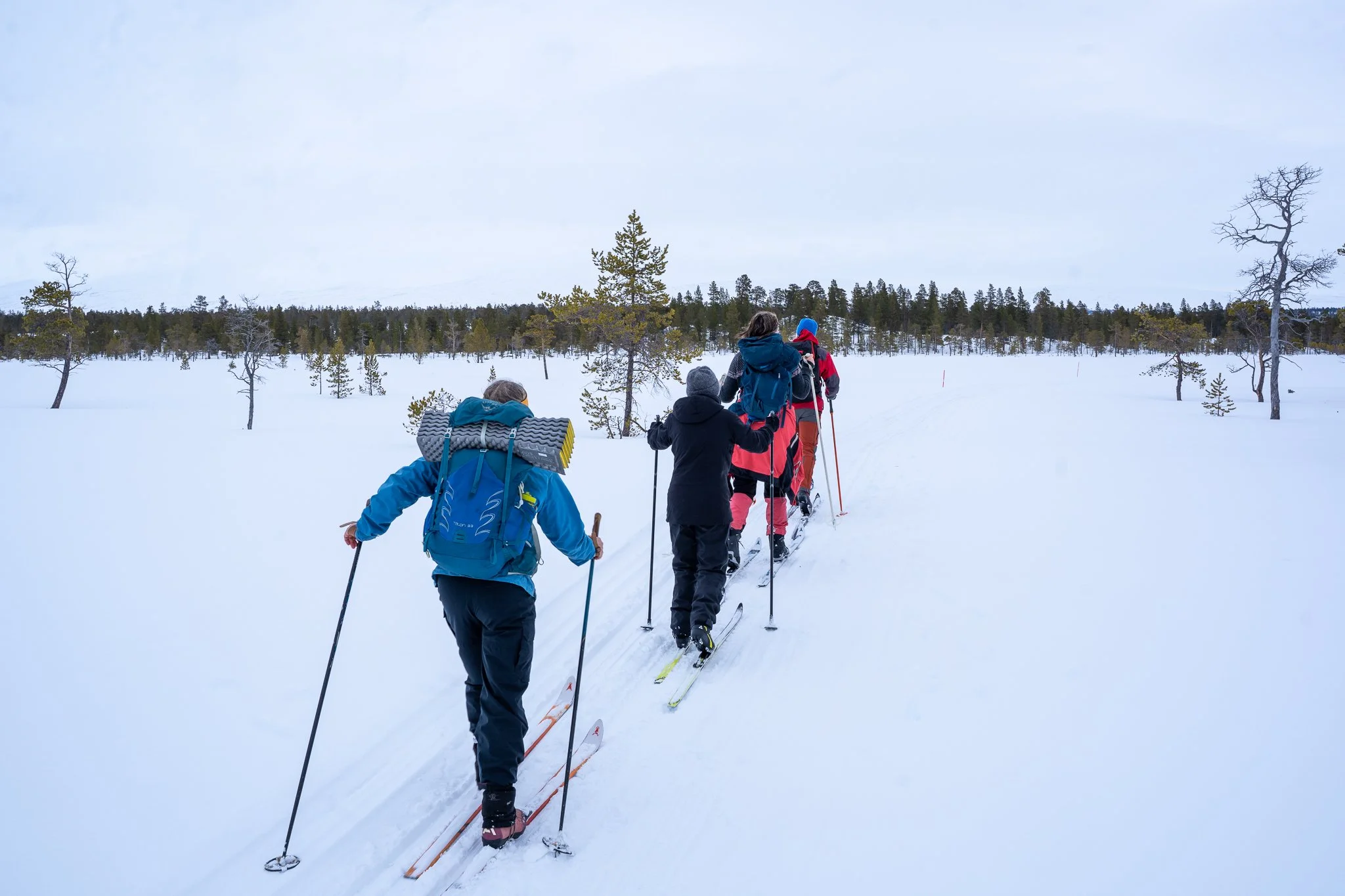 En gruppe på ski, sett bakfra i snødekt skoglandskap.