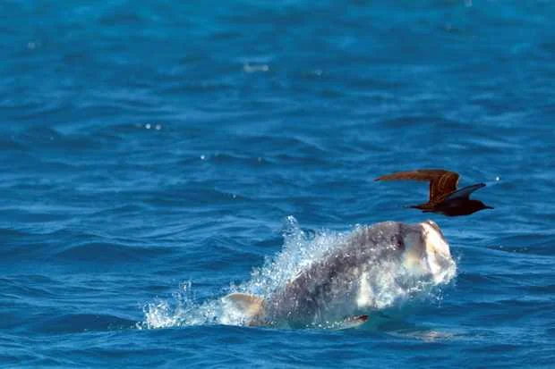 Bird eating fish.jpg