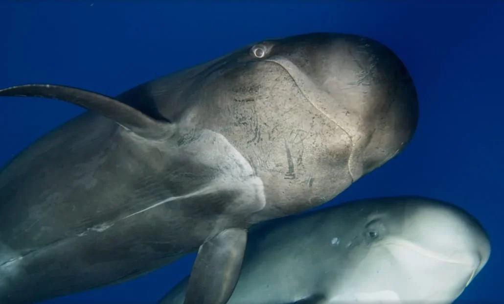 Blue Planet 2_1.jpg