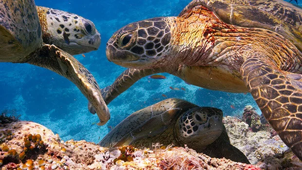 Blue Planet 2_4.jpg