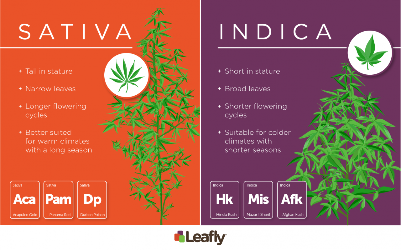 Sativa-vs-Indica-1-1280x800.png