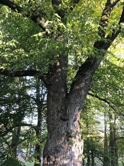 image1.jpeg