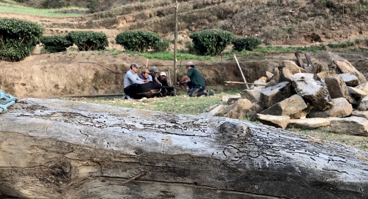 cow_nepal.jpg