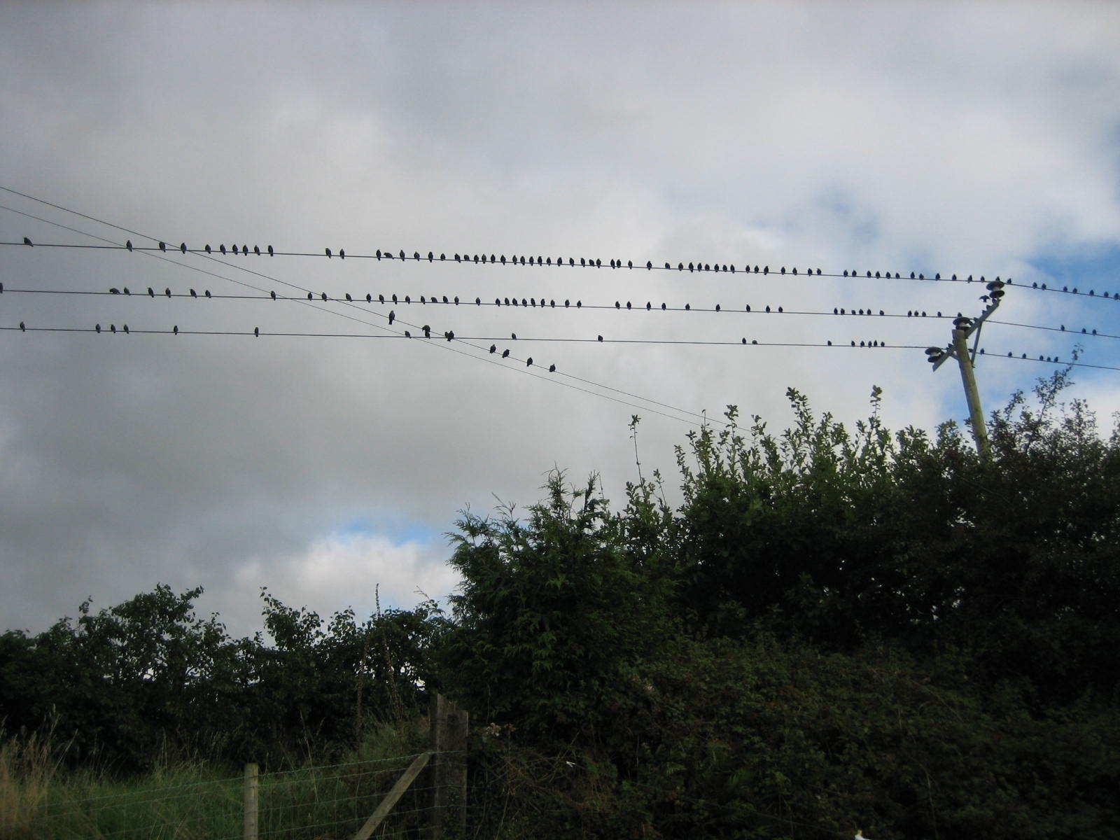 Birds behind Talwrn Bach