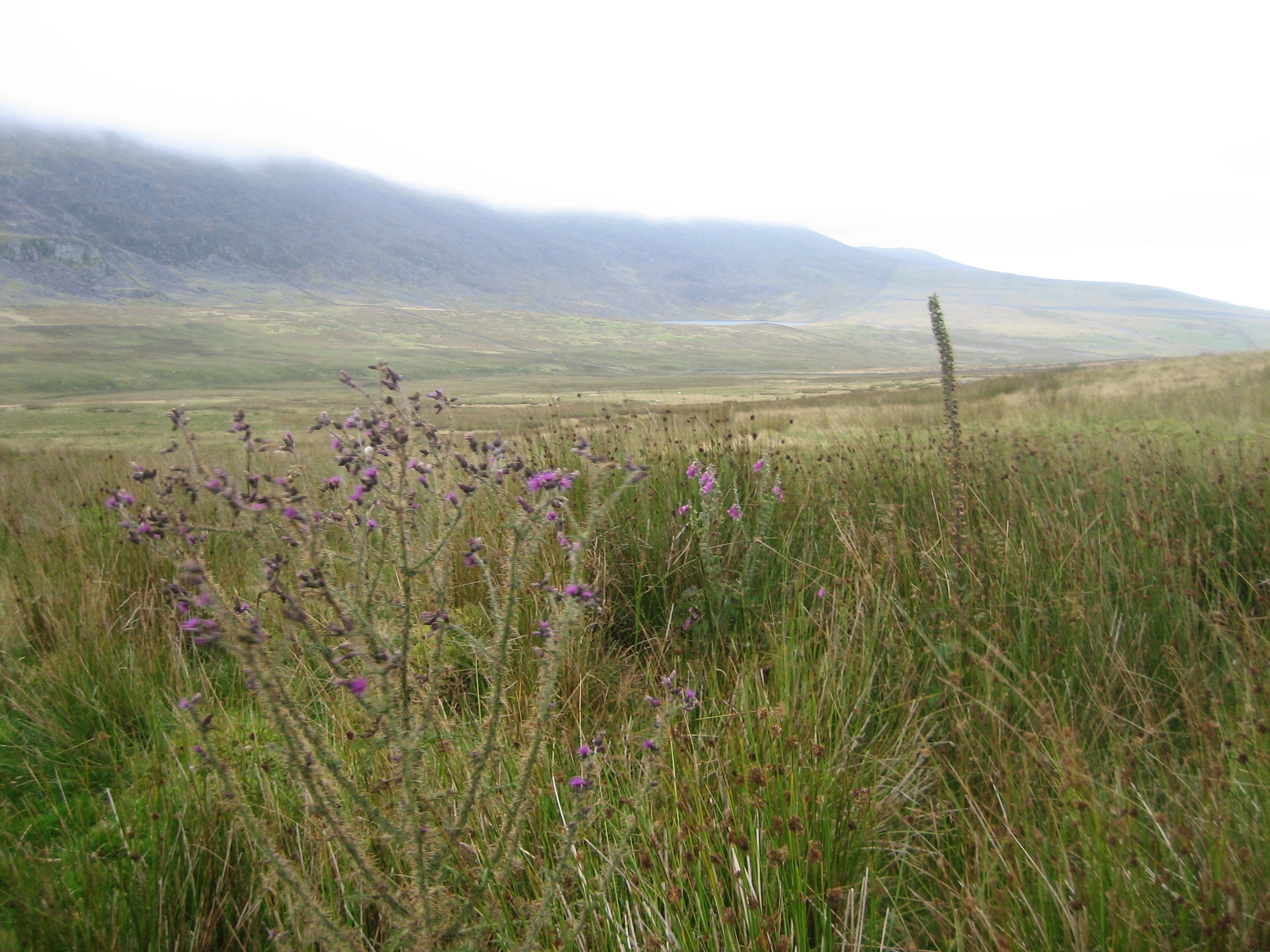 Mountain view near Llanbedr