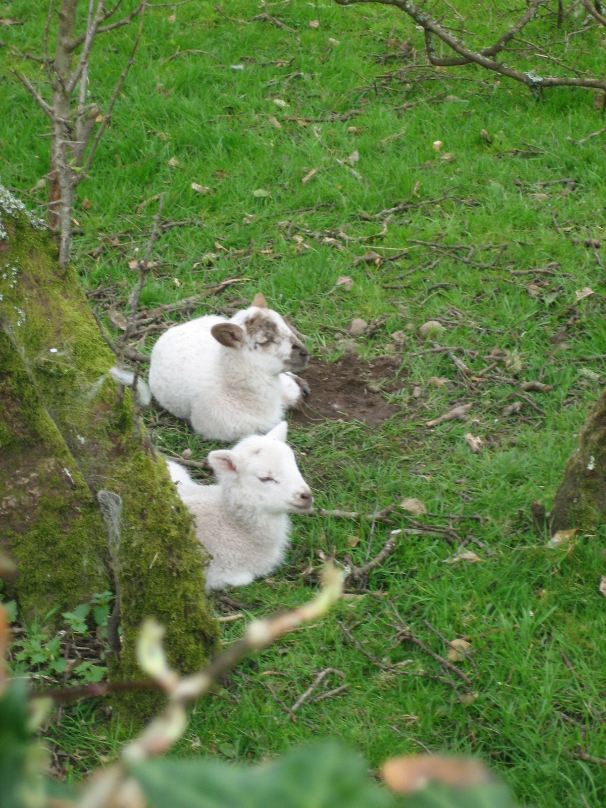 Lambs, Talwrn Bach orchard