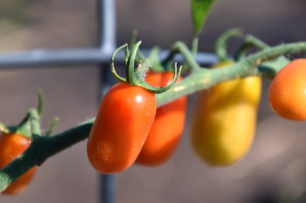 organic-tomatoes.jpg