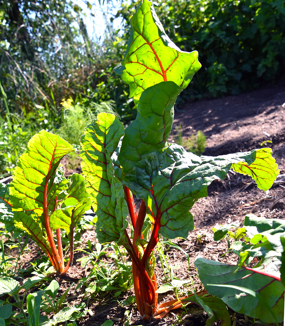 organic-chard.jpg