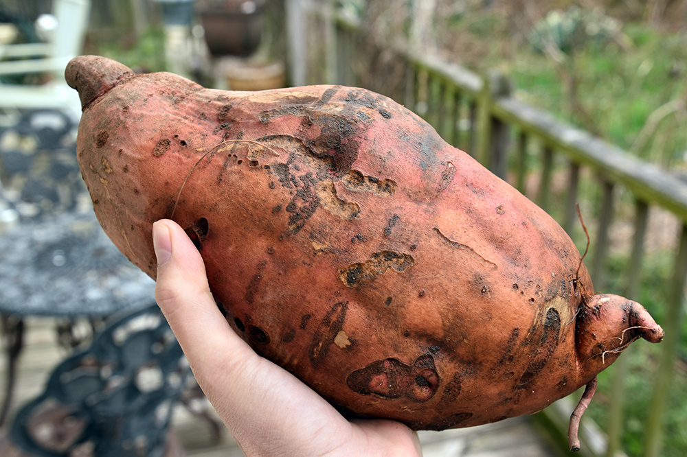 organic-sweet-potatoes.jpg
