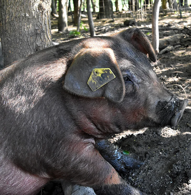 pastured-pork-farm-indiana.jpg