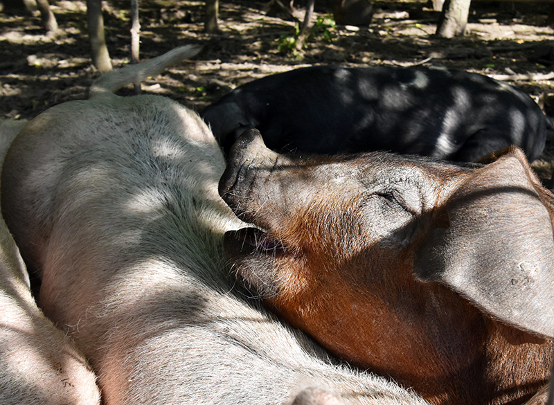 pastured-pork.jpg