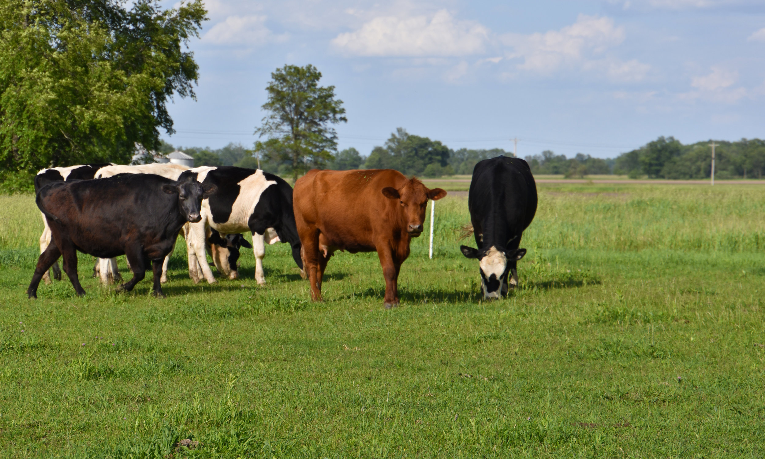 grass-fed-beef-2.jpg