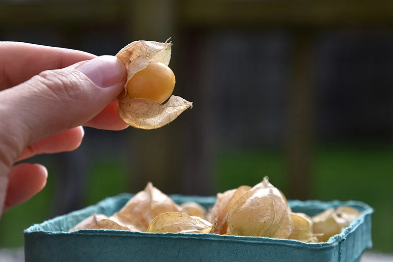 Ground cherries are in season!