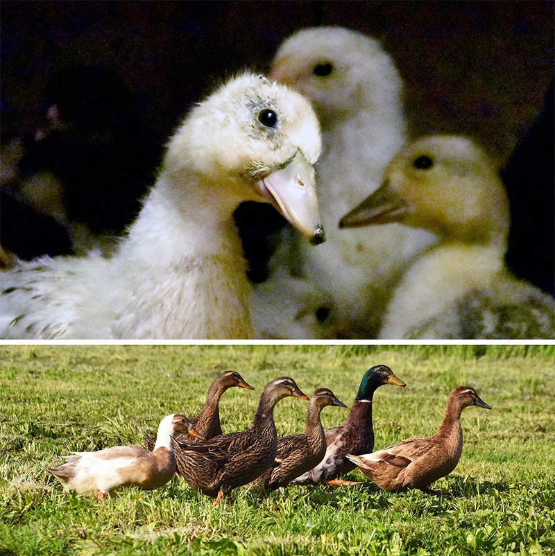 pastured-ducks.jpg