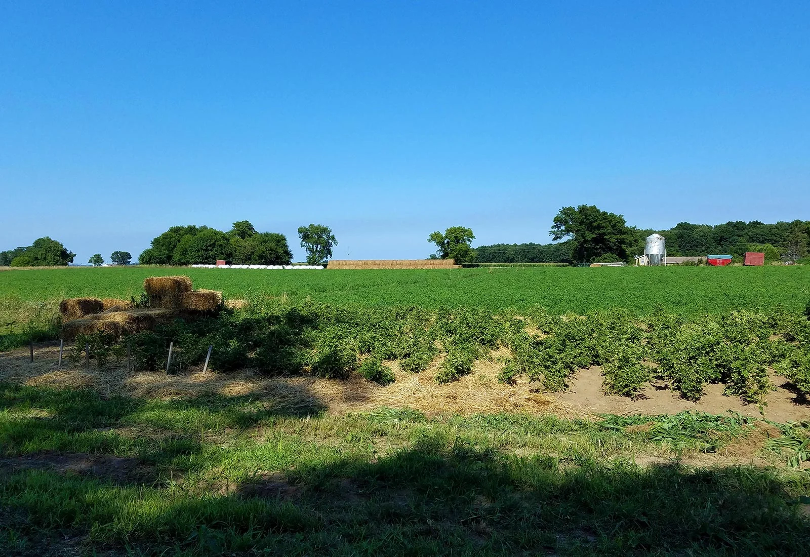organic-potato-field.jpg
