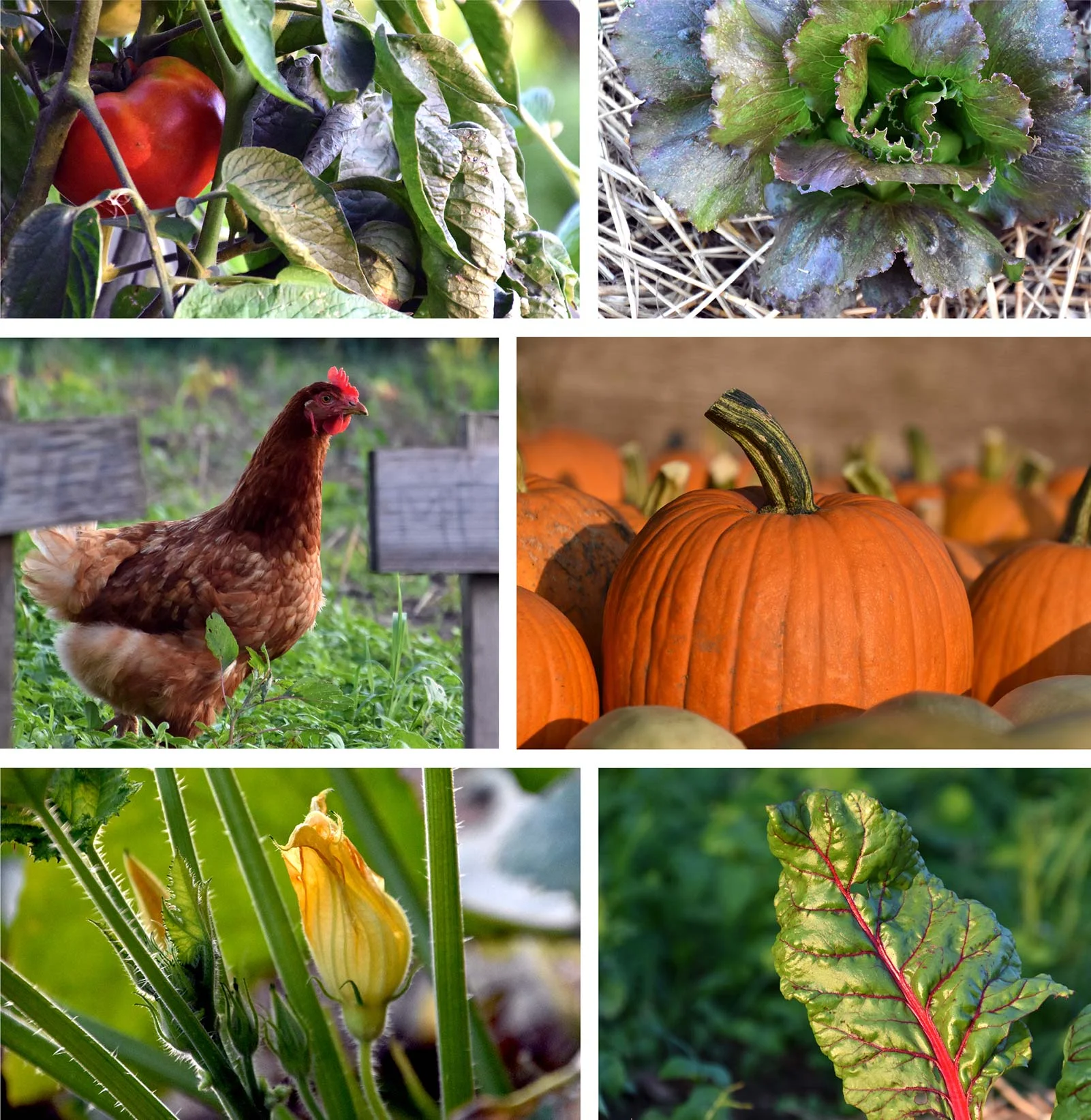 organic-farm-garden-2.jpg