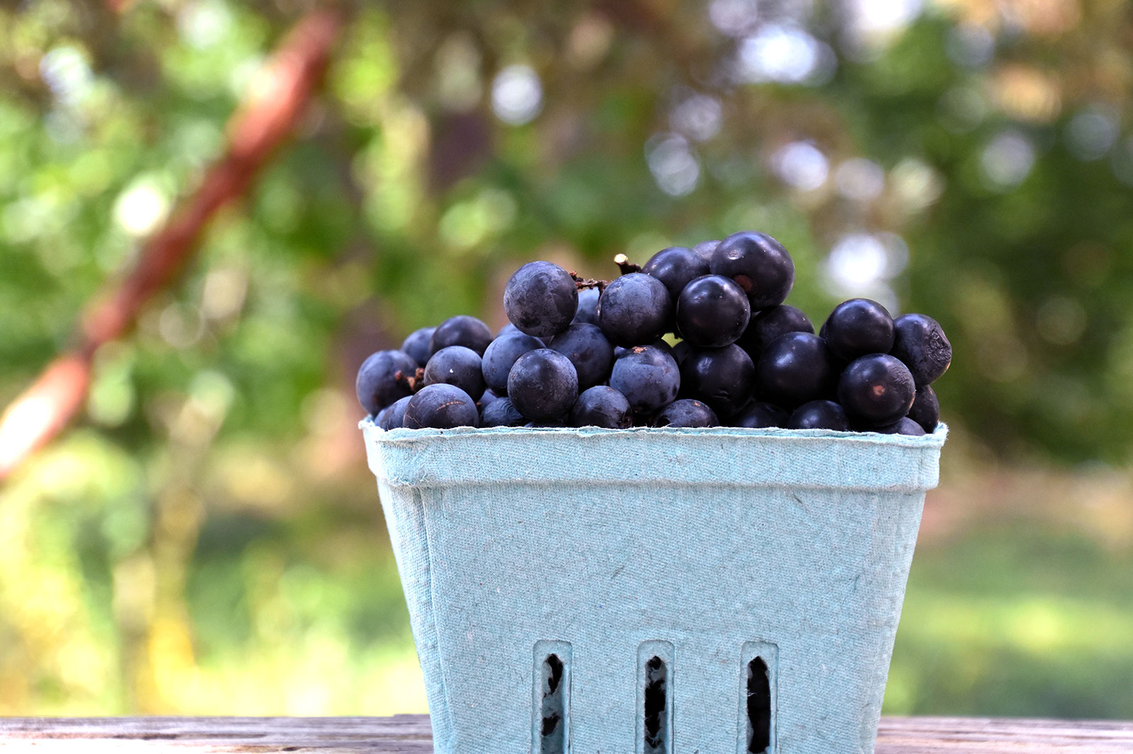 organic-indiana-grapes.jpg
