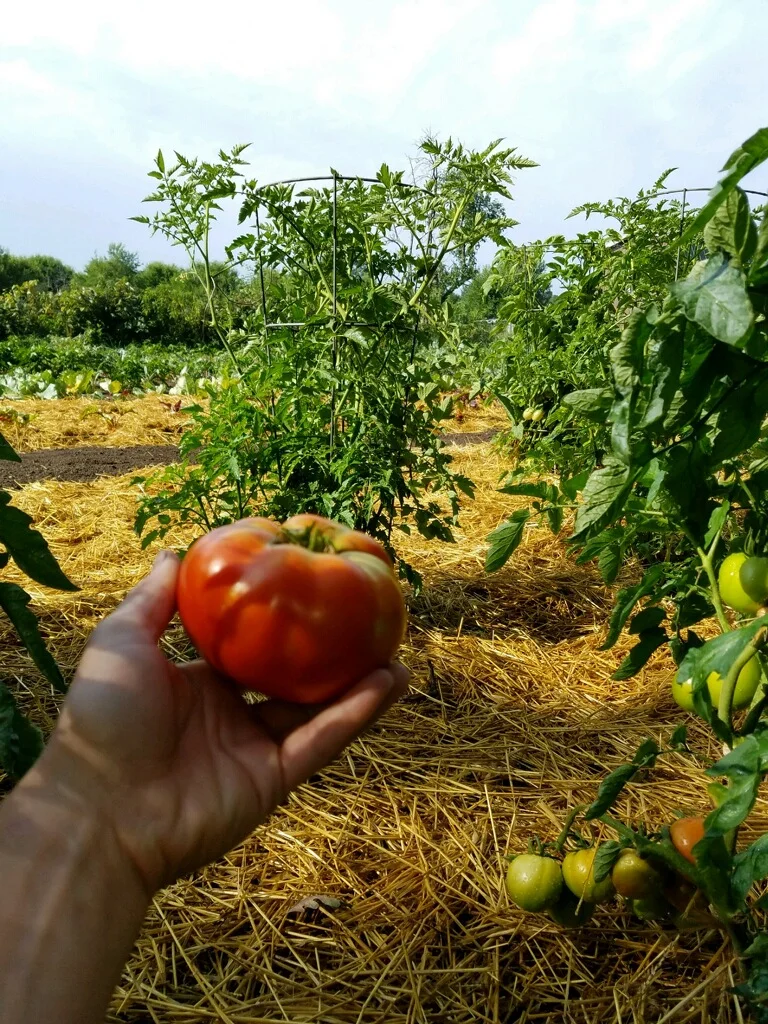 tomato-garden.jpg