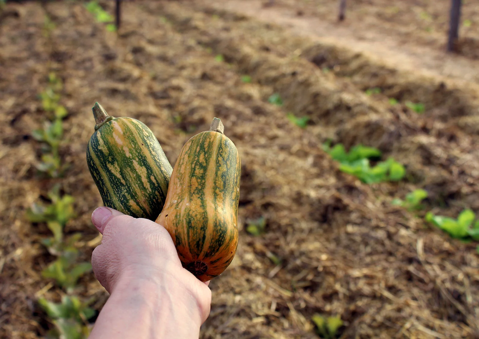 local-mini-butternut-squash.jpg