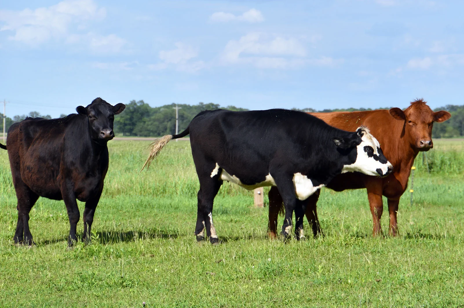 grass-fed-beef-indiana.jpg