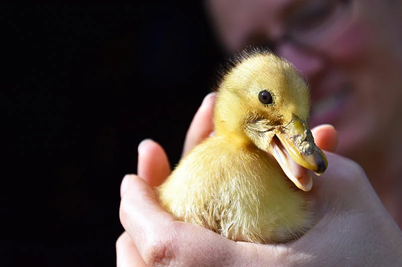 duck.jpg