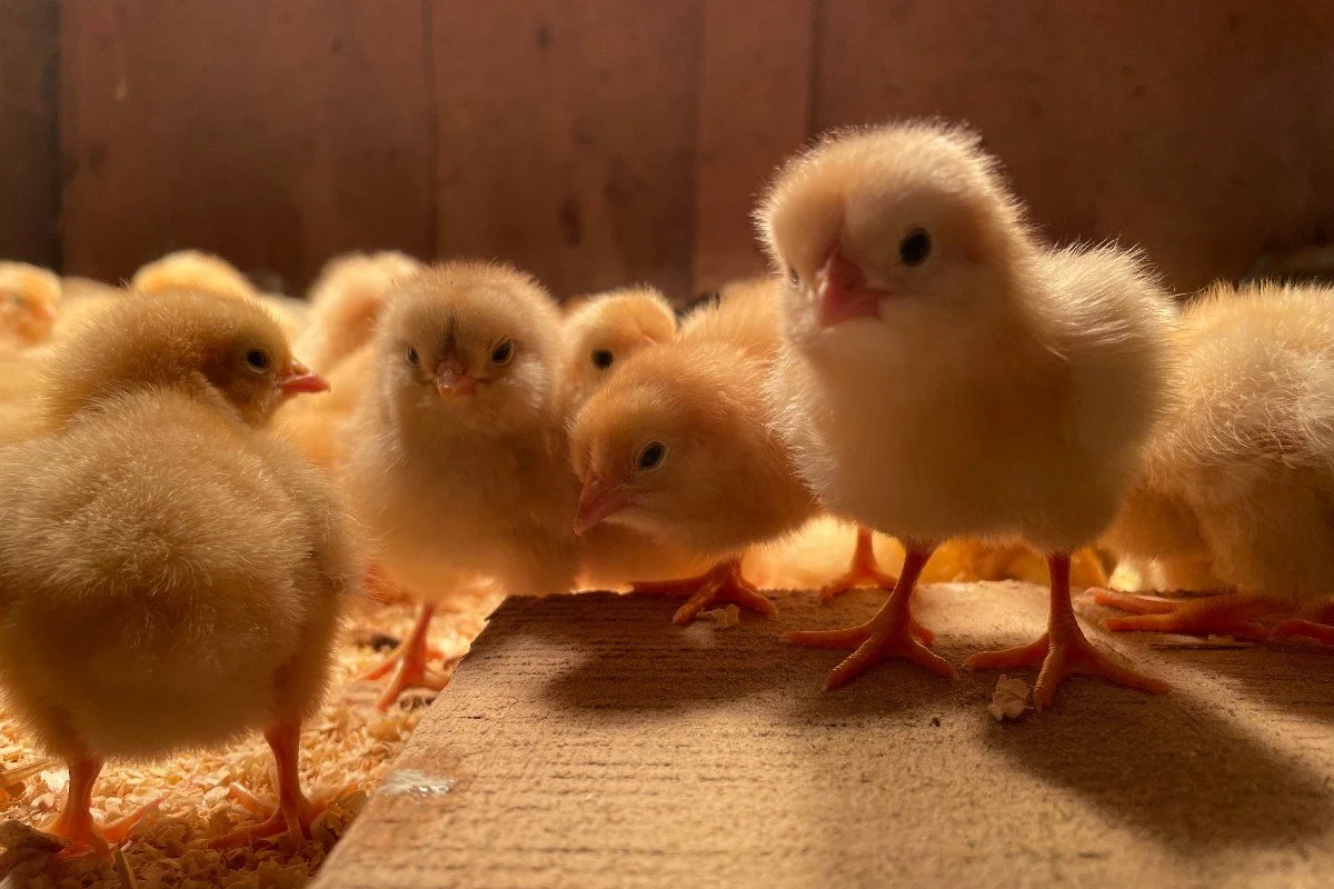 What's New — Acorn Acres Farm (Chesterton, IN)