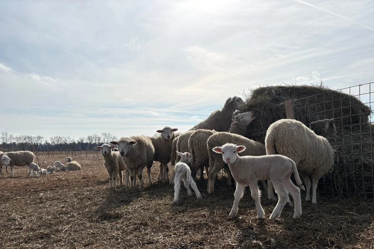 Acorn Acres Farm photo 16