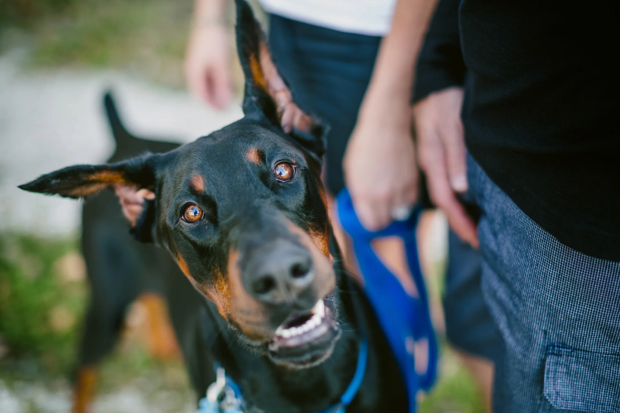 doberman.jpg