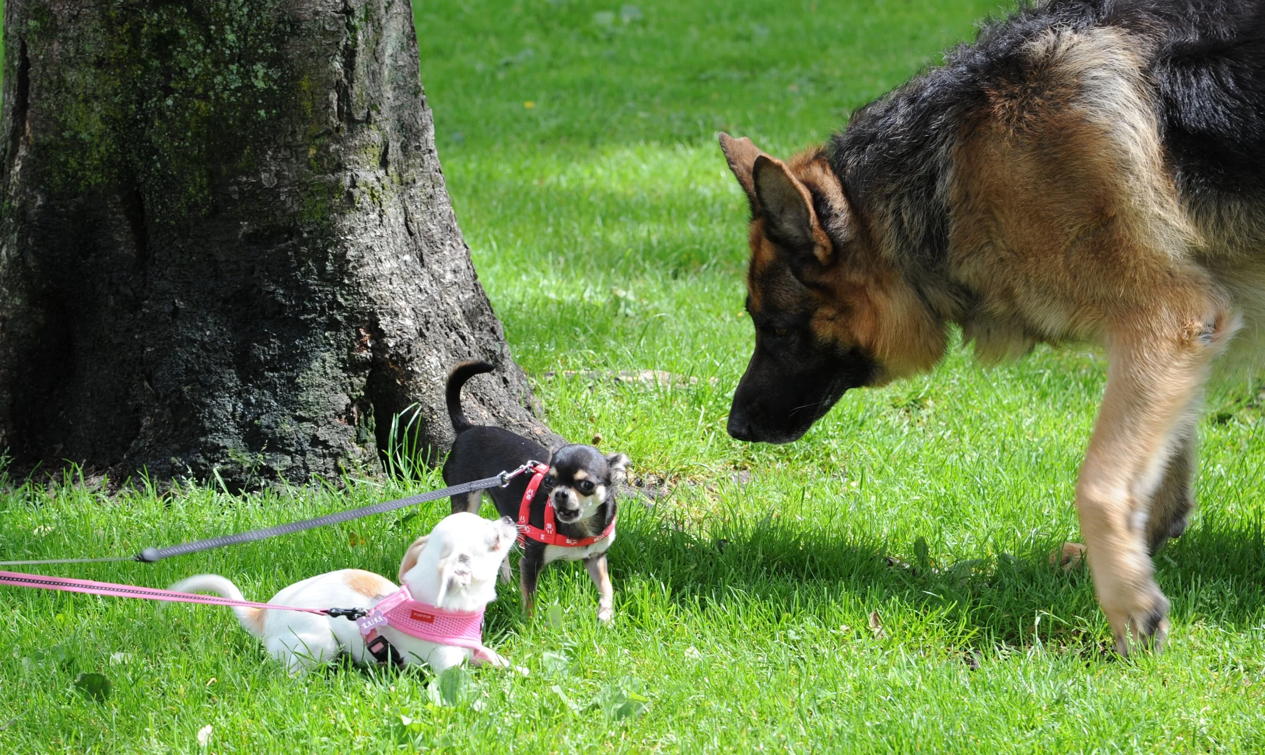 Dogs.jpg