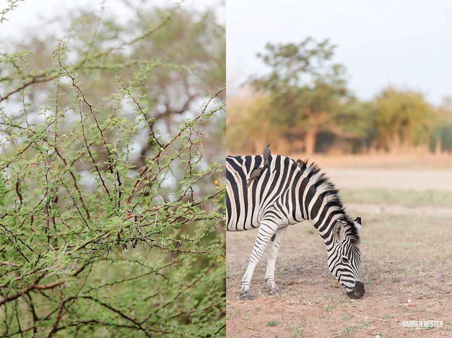 Darren-Bester-Photographer-Royal-Malewane-Safari-Luxury-Travel-Photographer_0013.jpg