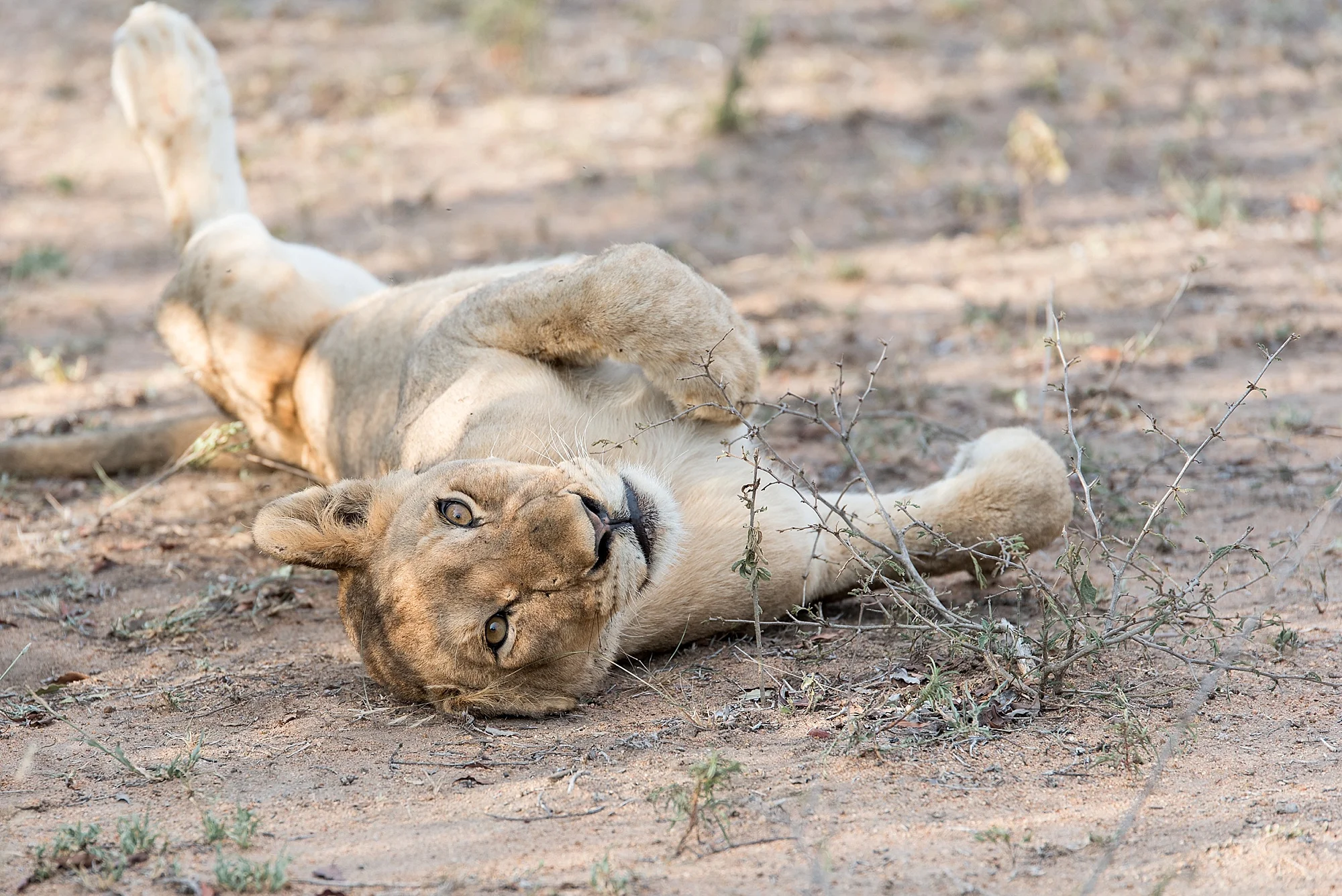 Darren-Bester-Photographer-Royal-Malewane-Safari-Luxury-Travel-Photographer_0037.jpg