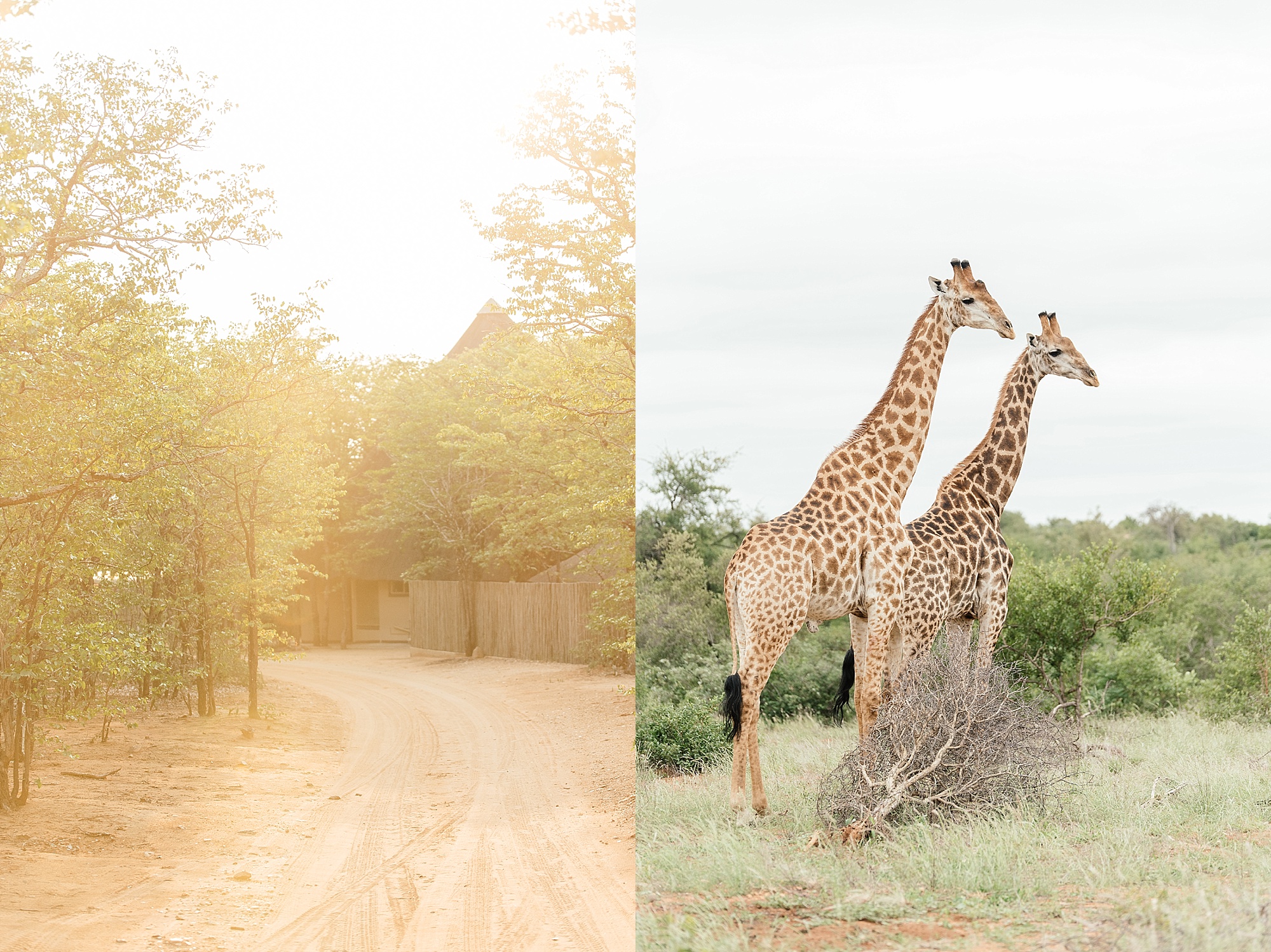 Darren_Bester_Travel_Photographer_Ingwelela_Kruger_Safari_0008.jpg
