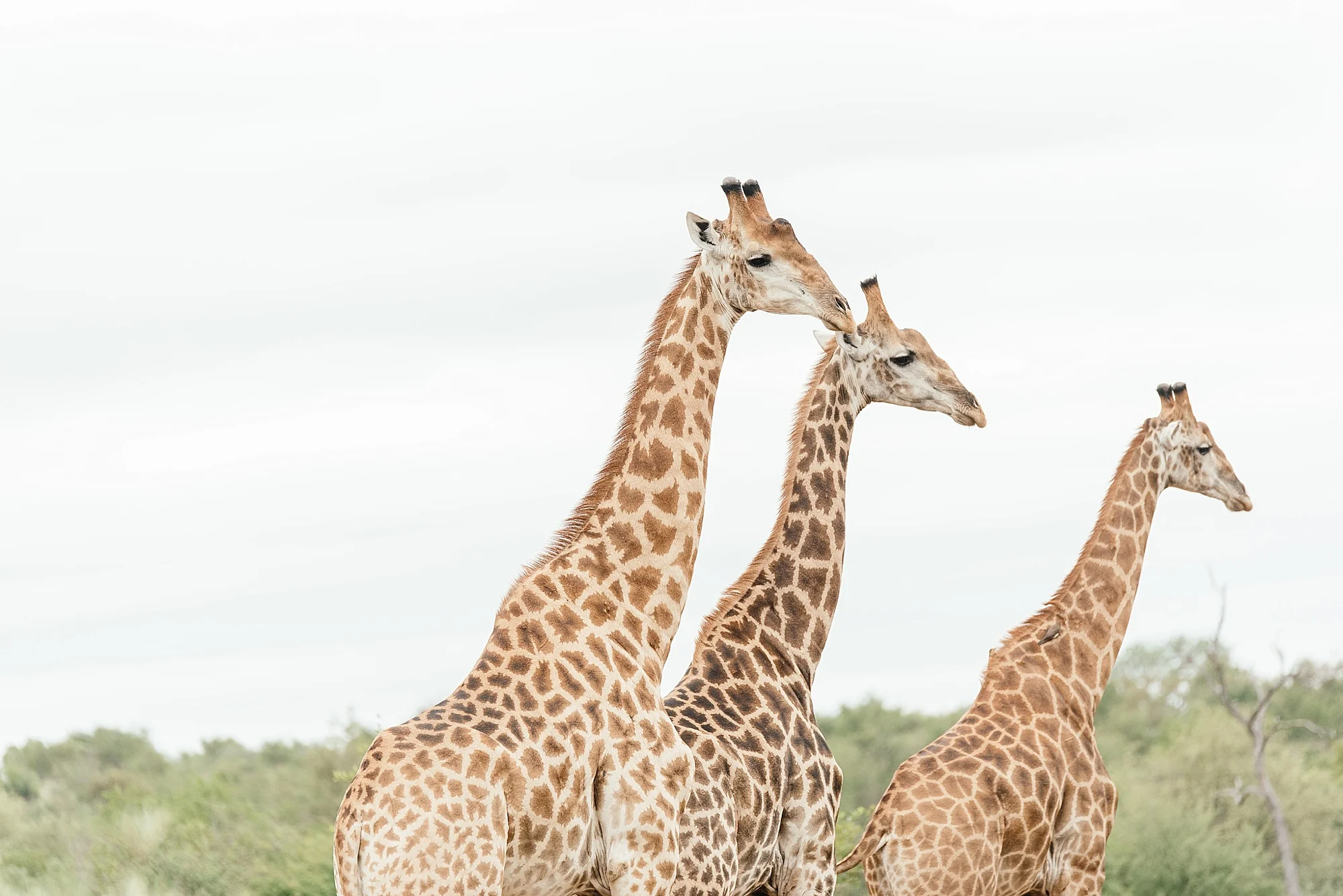 Darren_Bester_Travel_Photographer_Ingwelela_Kruger_Safari_0010.jpg