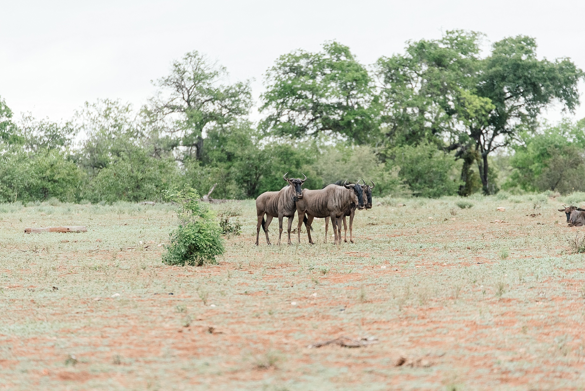 Darren_Bester_Travel_Photographer_Ingwelela_Kruger_Safari_0011.jpg
